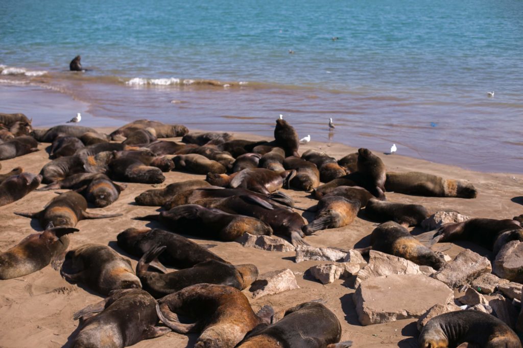 Reserva de lobos marinos / Mar del Plata